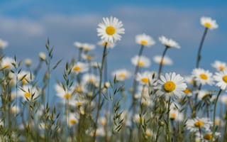 Картинка природа, ромашки, овёс