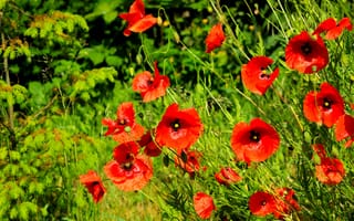 Картинка red, flower, poppy