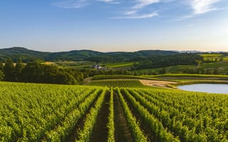 Картинка Sky, Oregon, Mountains, Field, Lake, Vineyards