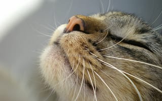 Картинка кошка, морда, усы