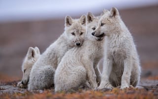Картинка nature, face, wildlife, wolf, fur, head, mammal, animal