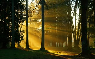 Картинка лес, солнечный свет, природа, деревья, стволы, ветки