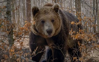Картинка лес, взгляд, морда, медведь, Топтыгин, Татьяна Войлокова