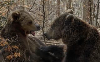 Картинка лес, медведи, Татьяна Войлокова, беседа