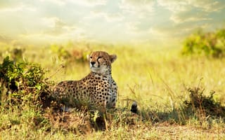Картинка Cheetah, savanna, гепард, Африка, саванна, взгляд, хищник