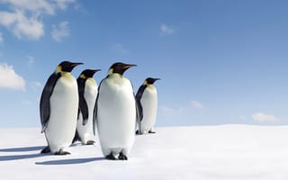 Картинка пингвины, лед, стоят