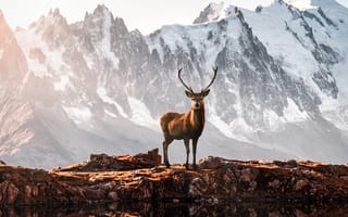 Картинка animals, mountains, deer, antlers