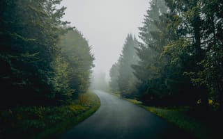 Картинка дорога, лес, туман, природа