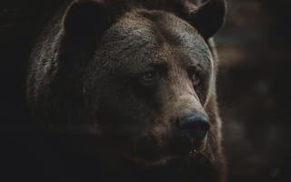 Картинка хищник, коричневый, бурый медведь