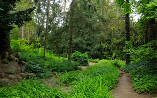 Картинка forest, trees, alley, park