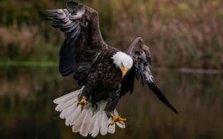Картинка вода, птица, когти, белоголовый орёл, хищник, охота