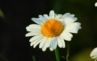 Картинка white, flower, blooming