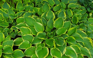 Картинка green, leafs, plant