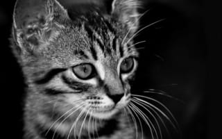 Картинка Котенок, Кот, Мордашка, Уши, Мордочка, Черно-белое, Темный