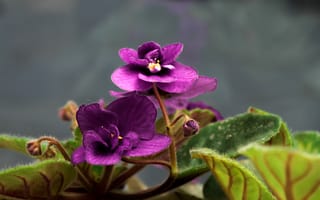 Картинка фиолетовый, листья, бутоны, фиалки, цветы