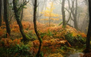 Картинка Nature, Fall, Thick forest, Foggy, Autumn Forest, Aesthetic