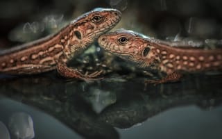 Картинка вода, отражение, ящерицы, парочка, Владлена Лапшина