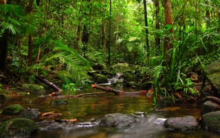 Картинка деревья, природа, камни, джунгли, папоротники, trees, растения, пальмы