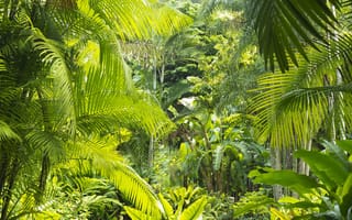 Картинка деревья, природа, jungle, nature, растения, trees, пальмы, джунгли