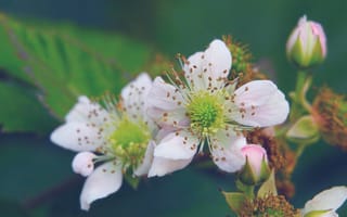 Картинка flower, blooming, pnk
