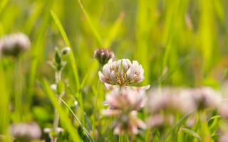 Картинка flower, clover, blooming