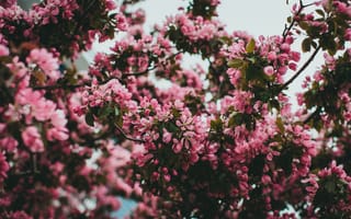 Картинка растения, весна, ботаника, живая природа, флора, цветущее дерево