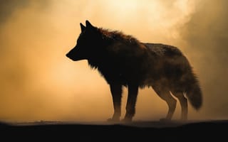 Картинка nature, face, head, fur, wildlife, animal, mammal, wolf