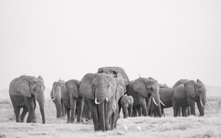 Картинка монохром, Амбосели, Кения, стадо слонов