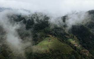 Картинка лес, природа, туман, холм