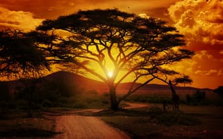 Картинка landscape, sunset, giraffe, africa, tree