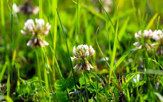 Картинка grass, flower, meadow