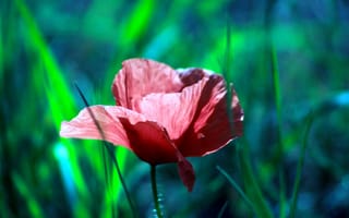 Картинка red, flower, poppy
