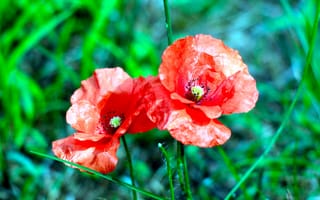 Картинка red, flower, poppy