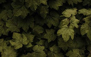Картинка листья, растения, флора, куст малины
