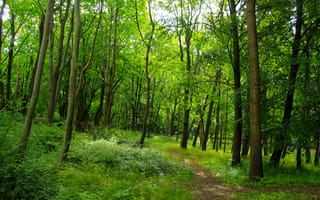 Картинка forest, nature, tree, park, alley