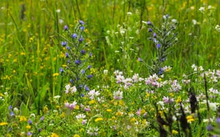 Картинка flower, color, meadow