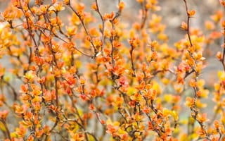 Картинка leafs, color, twigs, plant