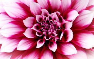 Картинка Flowers, Macro, Pink Dahlia, Closeup, Blossom