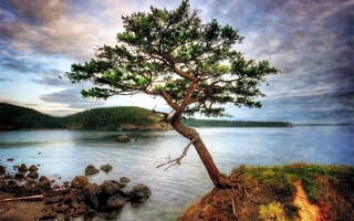 Картинка лес, небо, природа, деревья, облака, горы, пейзаж, вода