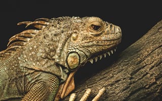 Картинка ящерица, игуана, дикое животное