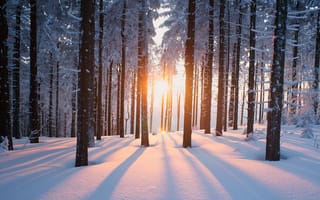 Картинка зима, лес, горизонт, деревья, forest, закат, снег, зарево