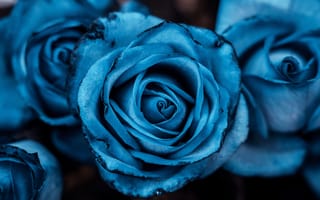 Картинка Flowers, Blue rose, Blue aesthetic, Rose flowers