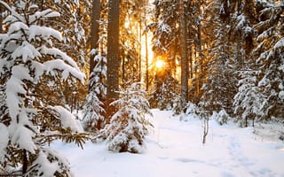 Картинка зима, лес, пейзаж, природа, деревья, снег, горизонт, солнце