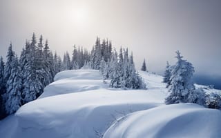 Картинка зима, лес, облака, деревья, пейзаж, небо, снег, природа