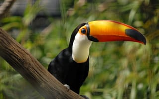 Картинка blue, eyes, toucan