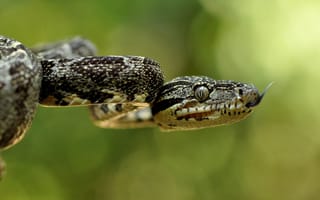 Картинка Snake, eyes, Lunge