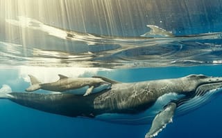 Картинка Детеныш, Киты, Искусство искусственного интеллекта, ИИ-арт, Двое, Нейросеть, Подводный мир, Цифровое искусство
