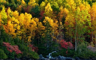 Картинка осень, лес, пейзаж, растения, деревья, trees, forest, природа