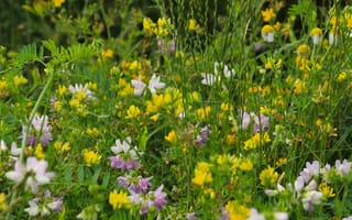 Картинка flowers, meadow, blooming