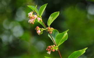 Картинка flower, plant, twig